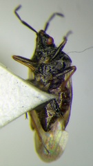 Anthocoris pilosus