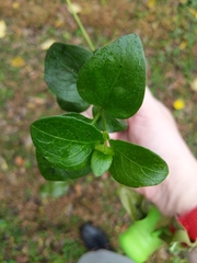 Lysimachia nummularia
