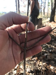 Viburnum acerifolium