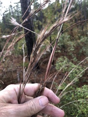 Andropogon cretaceus