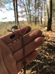 Viburnum acerifolium