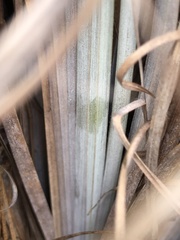 Andropogon cretaceus