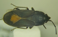 Aphanus rolandri
