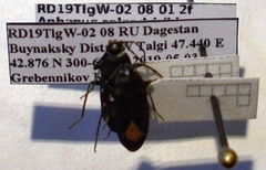 Aphanus rolandri