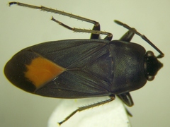 Aphanus rolandri