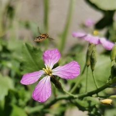 Toxomerus vertebratus