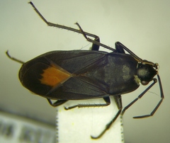 Aphanus rolandri