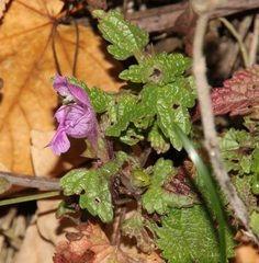 Lamium garganicum