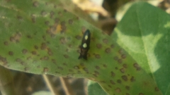 Diedrocephala variegata