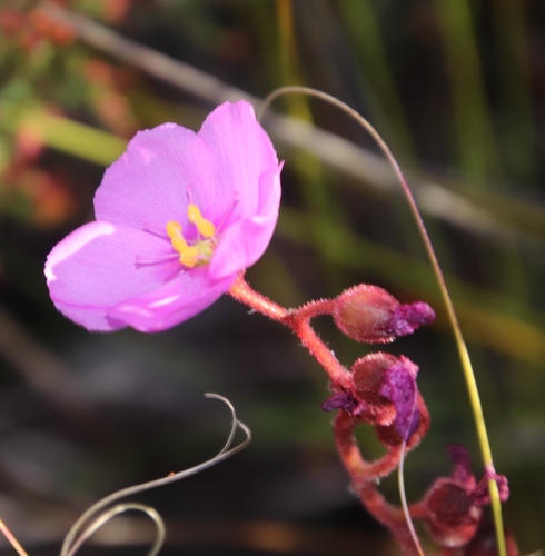 Drosera hilaris (Drosera hilaris)