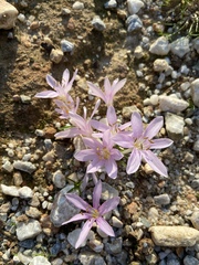 Colchicum pusillum