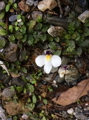 Mazus radicans