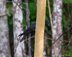 Corvus fuscicapillus