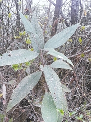 Buddleja bullata