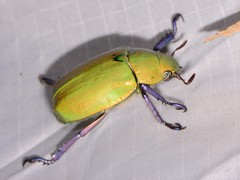 Chrysina beyeri
