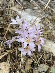 Colchicum pusillum