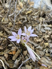 Colchicum pusillum