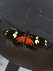 Heliconius doris viridis