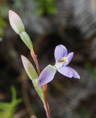 Thelymitra colensoi