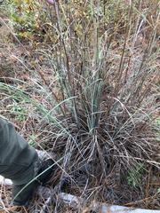 Andropogon cretaceus