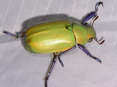 Chrysina beyeri