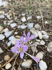 Colchicum pusillum