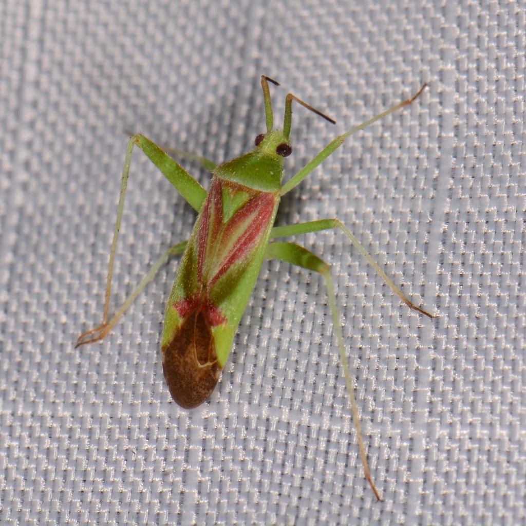 Phytocoris roseotinctus