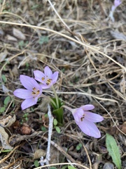 Colchicum pusillum