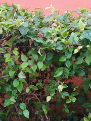 Magnoliopsida