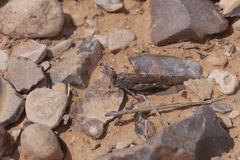 Sphingonotus rubescens