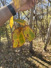 Ulmus americana
