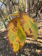 Ulmus americana