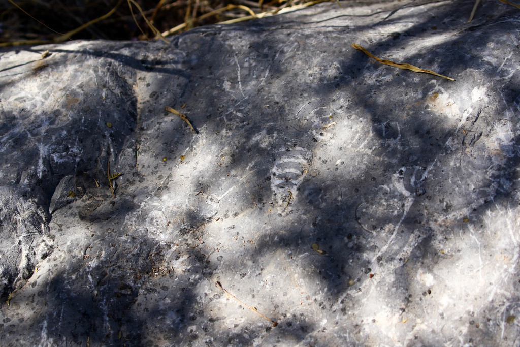 Argocoffeopsis