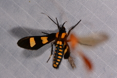 Phoenicoprocta hampsonii