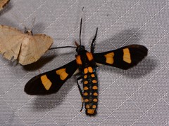 Phoenicoprocta hampsonii