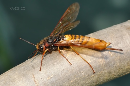 Pílovka listnáčová (Tremex fuscicornis)