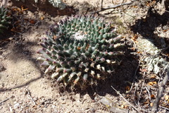 Mammillaria lloydii