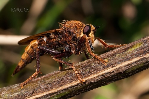 Hornet Robber Fly