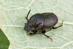 Onthophagus illyricus