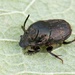 Onthophagus illyricus - Photo (c) Karol Ox, algunos derechos reservados (CC BY-NC)