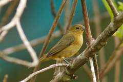 Sporophila nigricollis