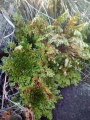 Selaginella lepidophylla