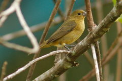 Sporophila nigricollis