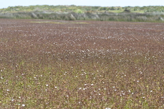 Samolus repens repens