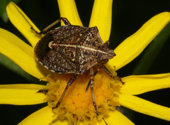 Oncocoris geniculatus