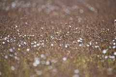 Samolus repens repens