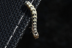 Lithophane patefacta