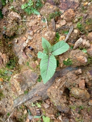 Persicaria chinensis