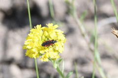 Dionconotus confluens