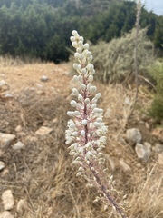 Drimia numidica